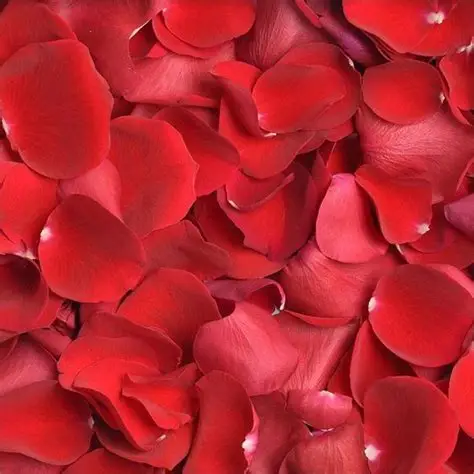 Pétalos de Rosa
